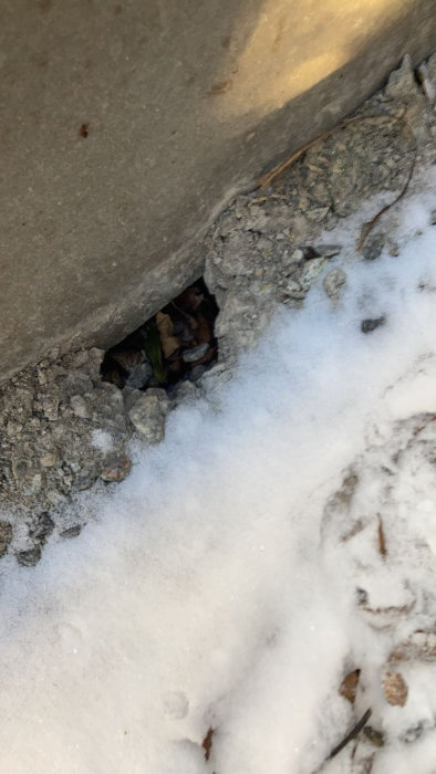 Ett hål i marken vid husgrund täckt av snö med synliga smådjursspår ledande till grannens tomt.