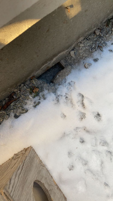 Färska spår i snö vid husgrund som leder mot grannens tomt, eventuellt från råtta.