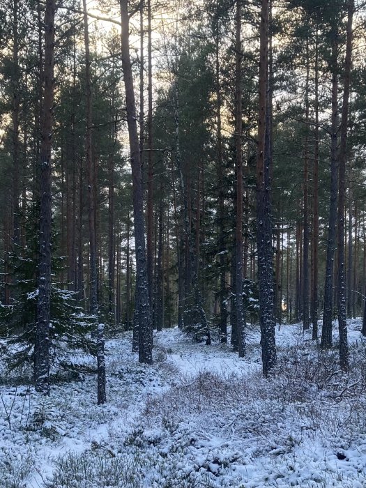 Tallskog med mark täckt av lätt snö och solljus som silas genom träden.