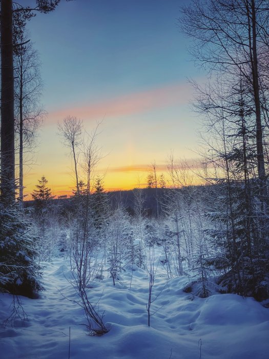 Solnedgång i ett snötäckt skogslandskap med barträd och kala grenar.