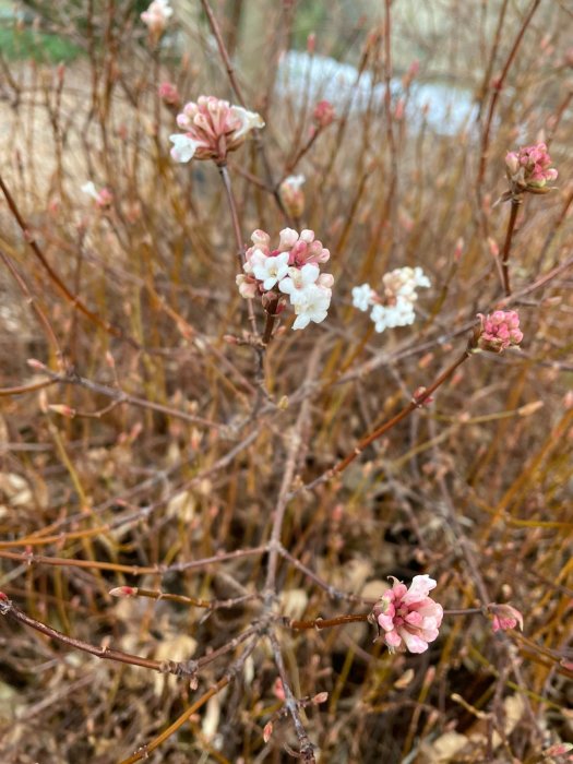 Blommande kejsarolvon med små rosa och vita blommor på bar kvist i en parkmiljö.