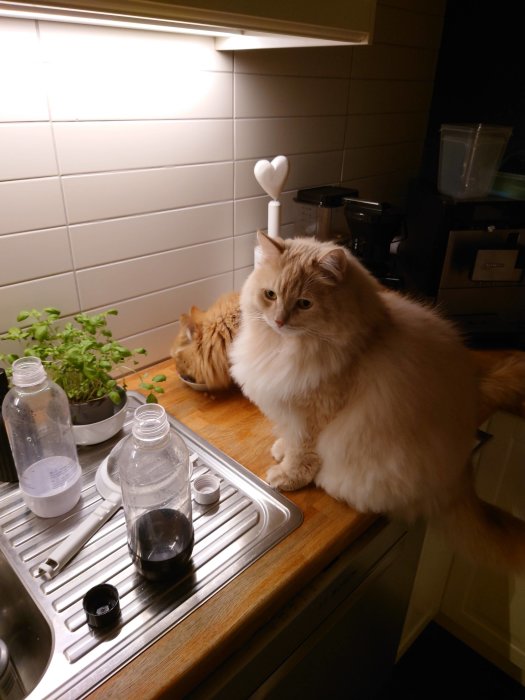 Två katter i köket, en sitter på bänken bredvid tomma flaskor och tittar bort.