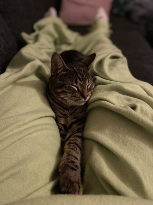 Tabbykatt som sover bekvämt mellan filtar med en framtass utsträckt.