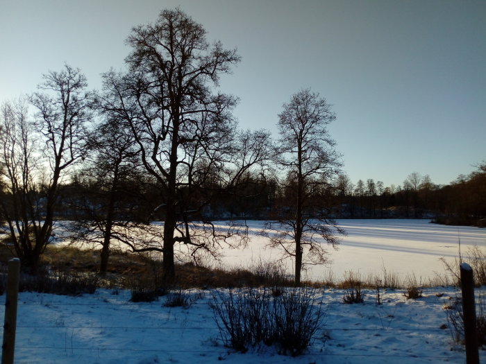 Vinterlandskap med snötäckt mark, nakna träd och en frusen sjö vid solnedgång.