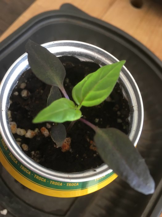 Planta med gröna och mörkare karaktärsblad i en burk med jord, odlad för sitt vackra bladverk.