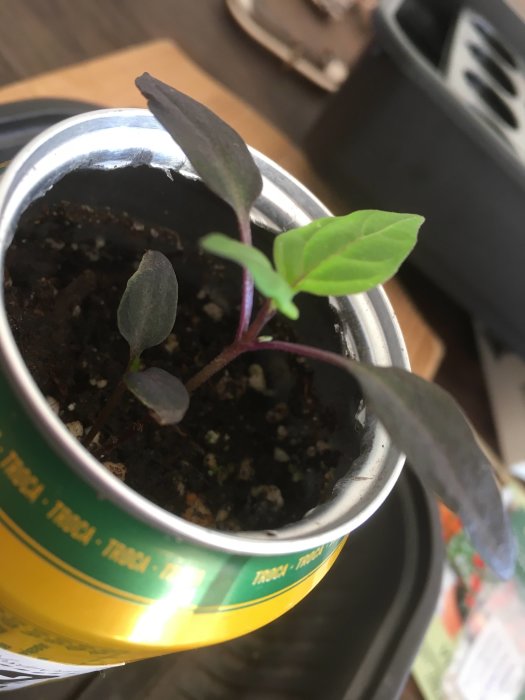Ung planta med olika färgade blad odlas i en burk.