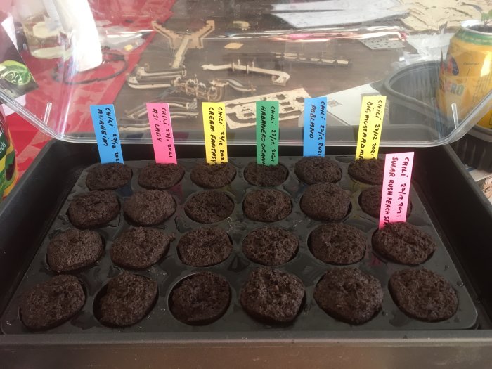 Jordkapslar i bricka för chiliplantering, märkta med sorters namn och Scoville på etiketter.