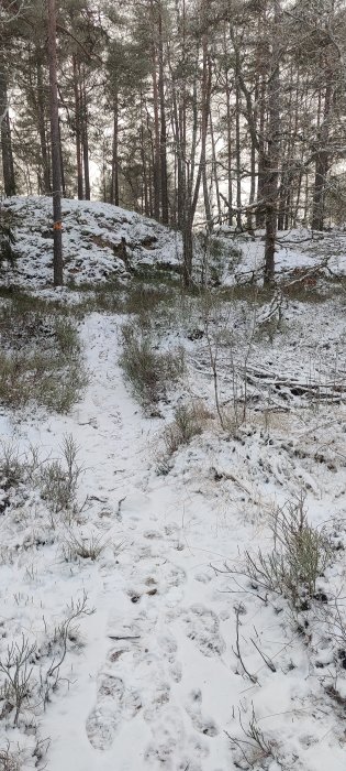 Snötäckt skogsstig med fotspår och barrträd i bakgrunden.