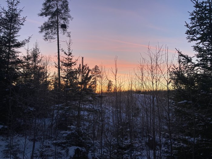 Solnedgång i vinterskog med snötäckta träd och färgad himmel.