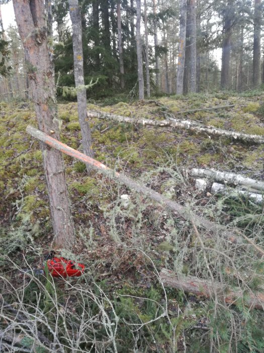 Ett nyligen kvistat träd i skogen med en röd kvistsax på marken.