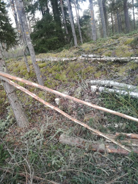 Kvistat träd liggande i en skogsmark, med mossig mark och andra träd i bakgrunden.