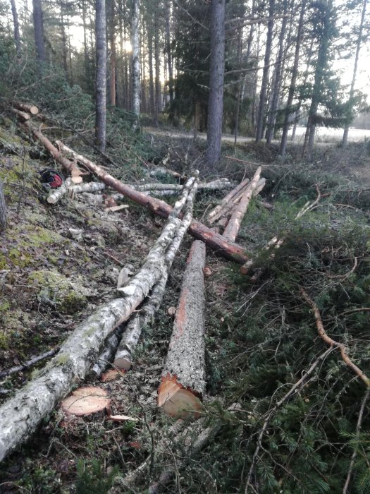 Fällda trädstammar och grenar på marken i en skog, kvistning och vedhuggning pågår.