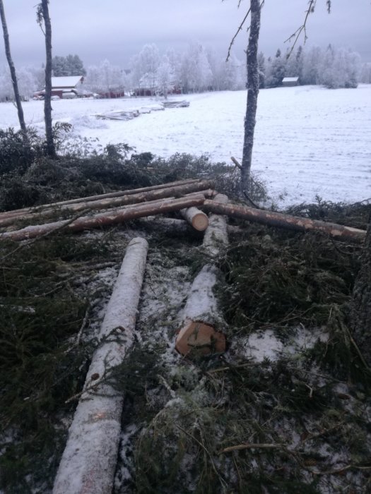 Snötäckta kvistade trädstammar på marken med lantlig miljö i bakgrunden.