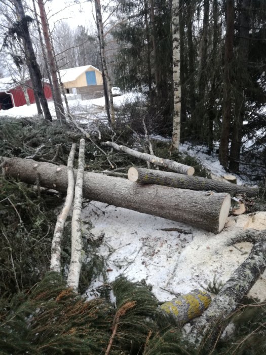 Nyfällda träd och grenar på snötäckt mark med trädgård och hus i bakgrunden.