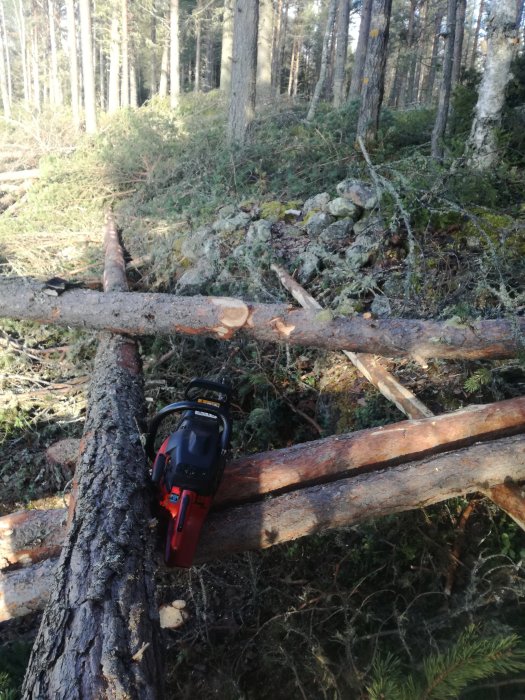 Motorsåg vilande på en avkvistad trädstam i en skogsmiljö, redo för kapning.