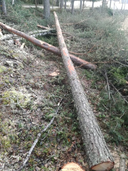 Kvistad och omkapad trädstock i skogsmiljö redo för vidare arbete enligt beskrivna metoder.