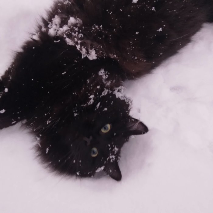 Svart katt som leker i snön med snöflingor på pälsen.