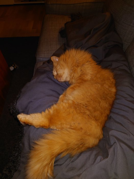 Orange katt sover på en grå filt i en soffa.