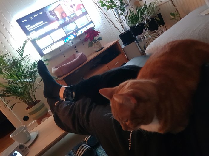 En röd katt ligger på en persons ben framför en TV i en vardagsrumssoffa.