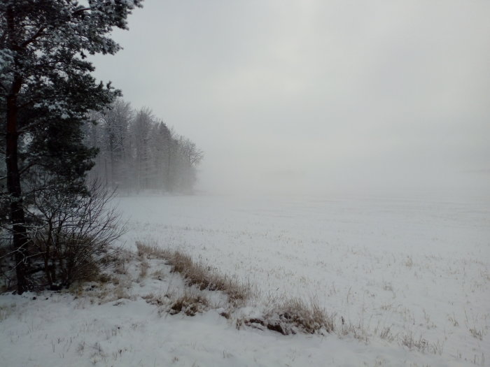 Dimmig vinterlandskap med snötäckt fält och frostiga träd.