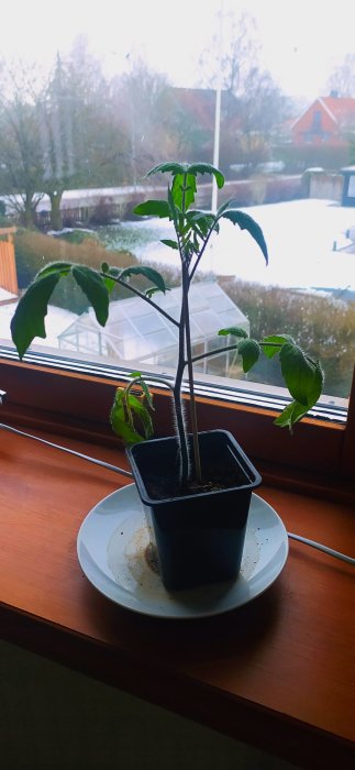 Ensam tomatplanta i plastkruka på vit tallrik framför fönster, med snöig utomhusmiljö i bakgrunden.