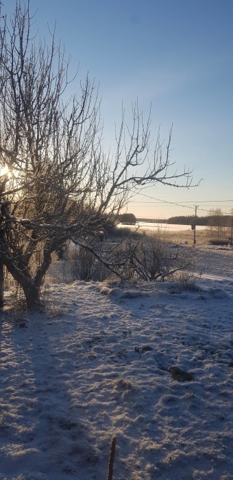 Vintrig vy med snötäckt mark och träd framför en solbelyst fält och skogsbakgrund.