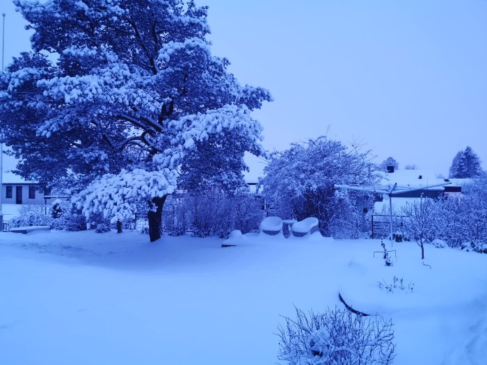 Vinterlandskap med snötäckta träd och hus under blåtimmen.