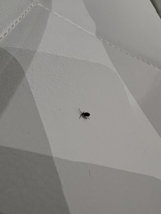 Ett litet insekt på en vit och grå randig yta, möjligen ett skadedjur, i en källare.