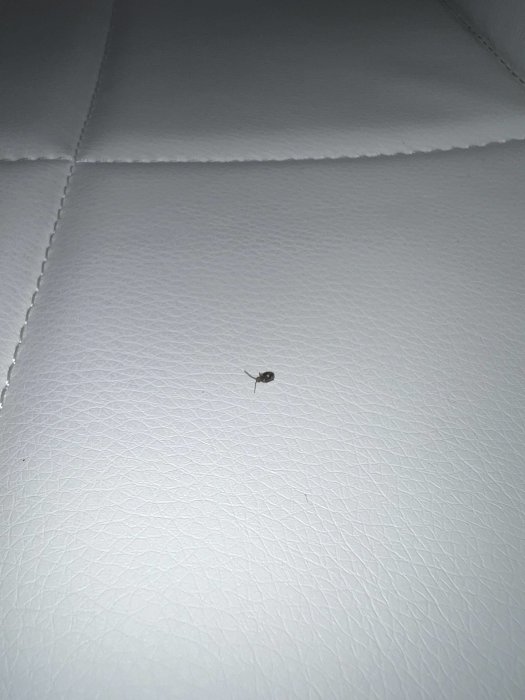 Insekt på en vit strukturerad yta, kanske en vägg eller tak, i en källare.