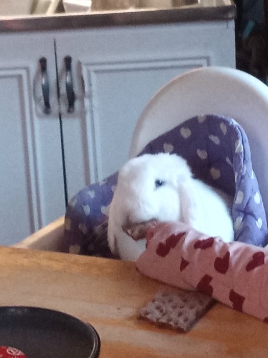 En vit kanin sitter i en hjärtmönstrad barnstol vid ett köksbord med en knäckebrödsskiva framför sig.