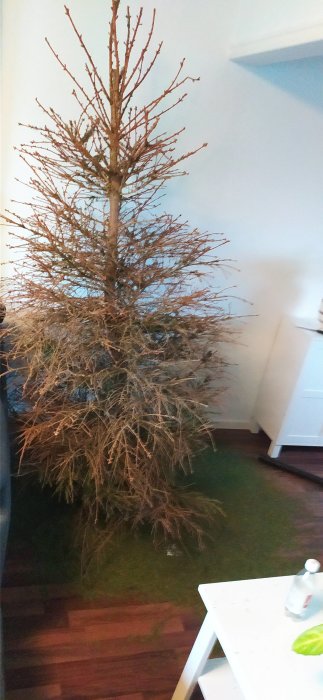 Barrträd utan barr inomhus bredvid vitt bord med dryckesflaska och grönsak.
