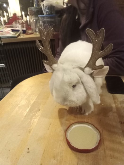 Vit kanin med glitteriga renhorn på huvudet på ett bord, med en person i bakgrunden.