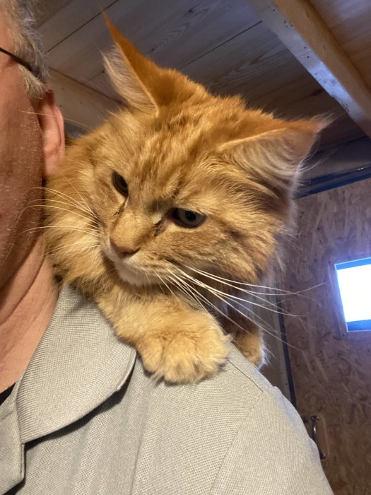 En fluffig orange katt vilar på en persons axel och tittar åt sidan.