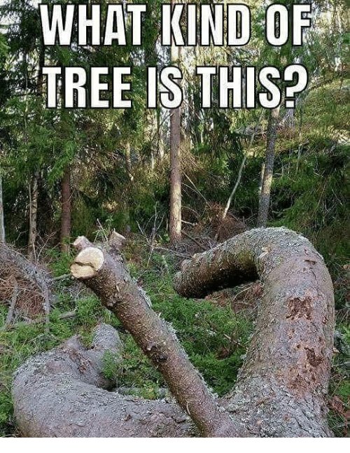 Fallen trädstam i skog som oavsiktligt liknar en utedass.