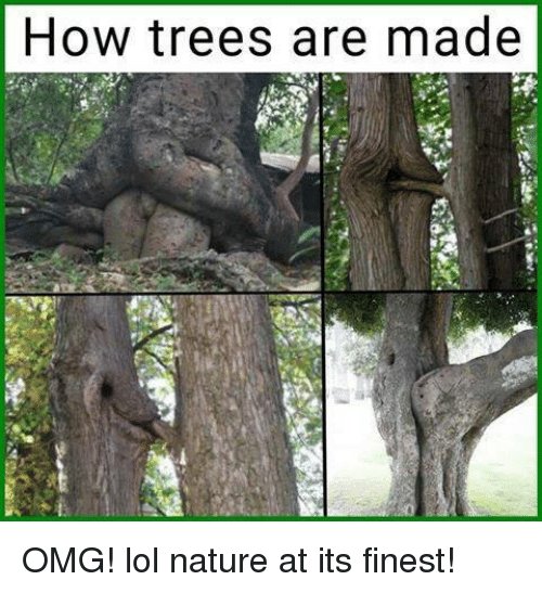 Fyra bilder av träd med ovanliga och humoristiska former som liknar mänskliga figurer, med textkommentarer.