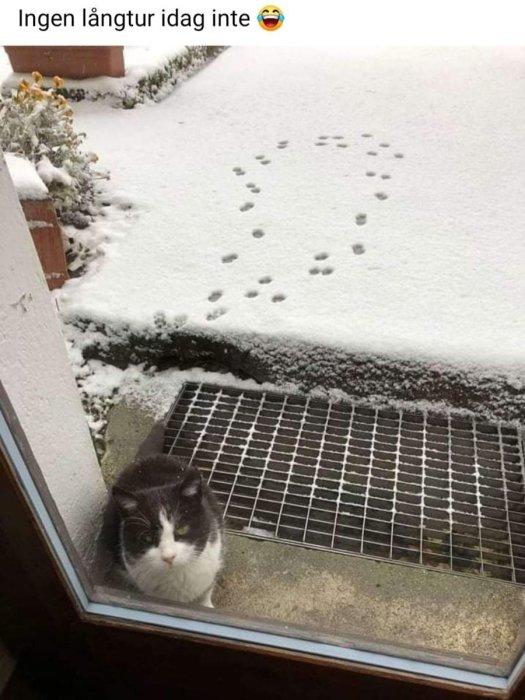 Katt tittar upp genom fönstret, snötäckt mark med spår som leder tillbaka till fönstret.