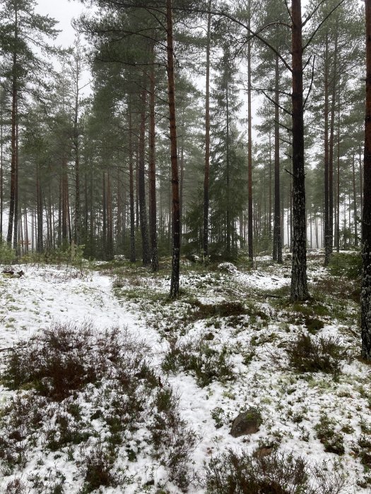 Skog med tallar och mark täckt av lätt snö.