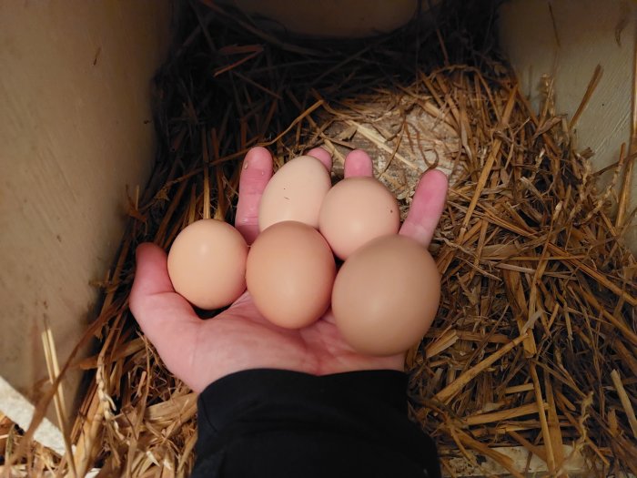 En hand som håller fem färska hönsägg insamlade från ett rede med halm.