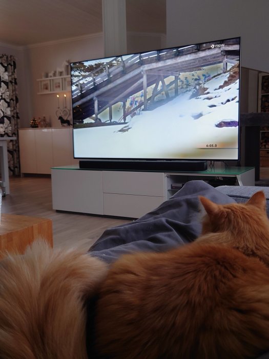 Bild på en TV-skärm som visar skidåkning, en person och en röd katt som tittar på.