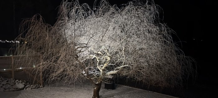 Ett frosttäckt lövfällt träd upplyst i mörkret på en vinternatt, med synlig snö och trädgårdslampor i bakgrunden.