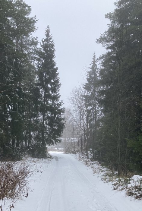 Snötäckt skogsväg omgiven av barrträd en dimmig dag.