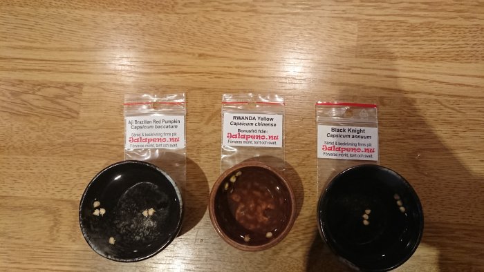 Chilifrön i blöt i tre skålar framför förpackningar med sortnamnen Aji Brazilian Red Pumpkin, RWANDA Yellow och Black Knight.