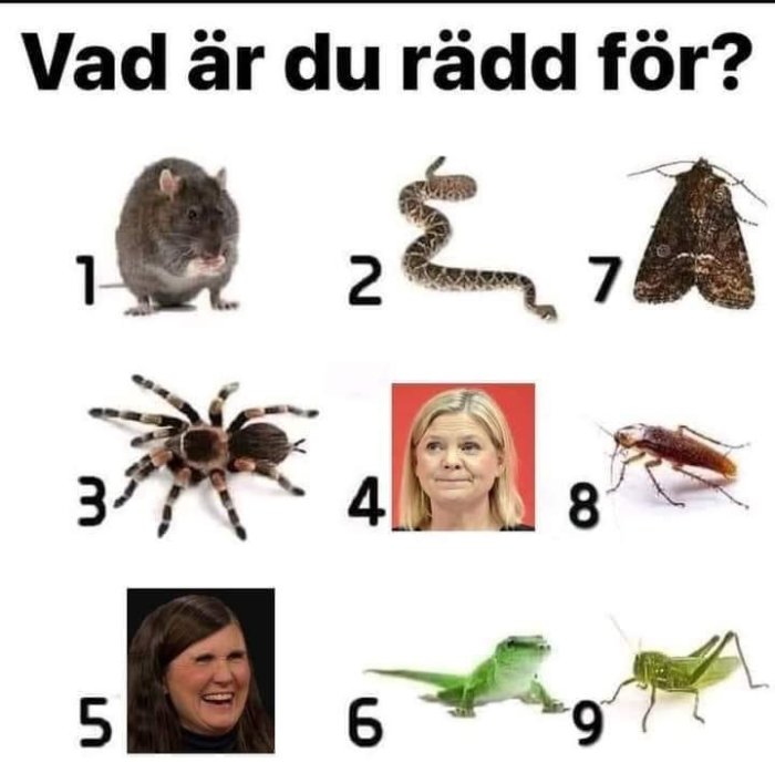 Kollage av råtta, orm, spindel, två leende kvinnors ansikten, kackerlacka, ödla och fjäril med numrerade etiketter som frågar "Vad är du rädd för?