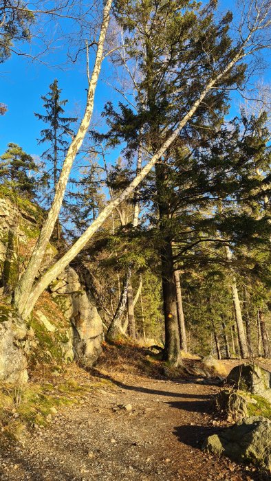 Skogsstig i motljus med lutande björkträd och barrträd mot blå himmel.
