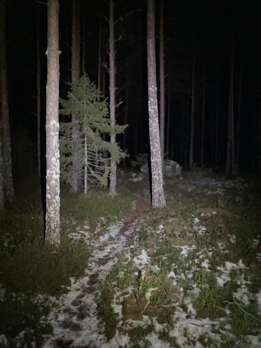 Skogsstig nattetid med snötäcke, upplyst av ficklampa, omgiven av barrträd.