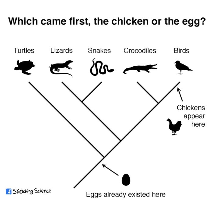 Illustration som visar evolutionära linjer med texten "Which came first, the chicken or the egg?" och silhuetter av djur.