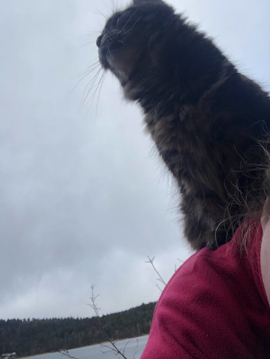 Katt på en persons rygg utomhus ser uppåt med himmel och natur i bakgrunden.