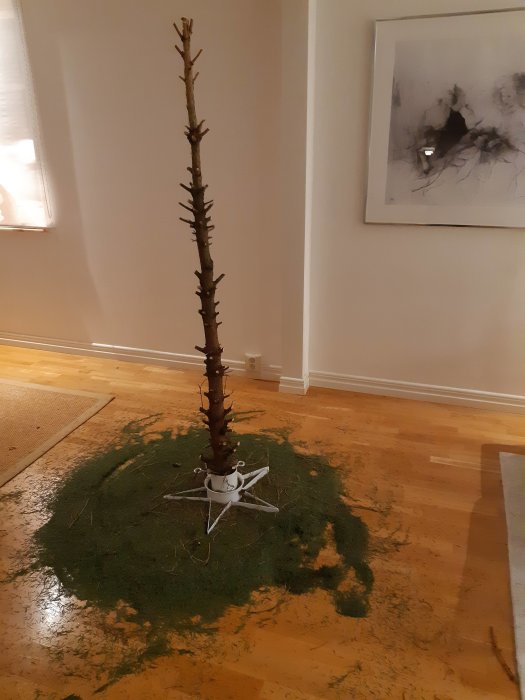 Avlövad julgran efter julhelgen står på ett trägolv med granris runtomkring.