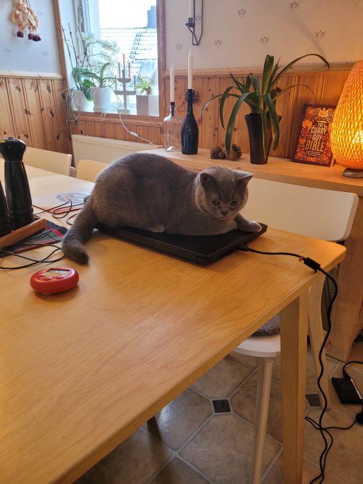 Katt vilar på en bärbar dator som ligger på ett träbord i ett kök.