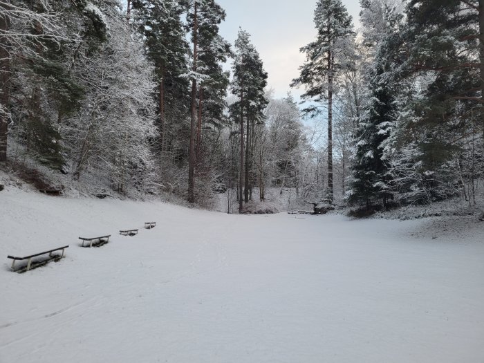 Snötäckt landskap med parkbänkar och träd i en skogsmiljö.